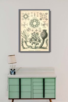 Vintage poster Vintage Nautical Sea Xexactinellae Ernst Haeckel
