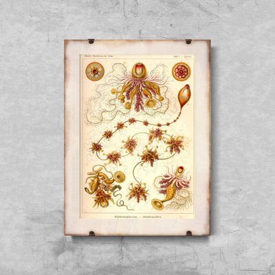Vintage poster art Vintage Nautical Siphonophorae Ernst Haeckel