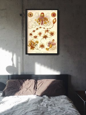 Vintage poster art Vintage Nautical Siphonophorae Ernst Haeckel