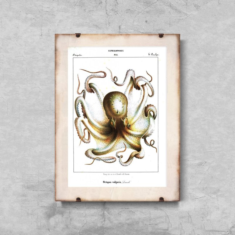 Wall art Octopus Vulgaris Cephalopodes