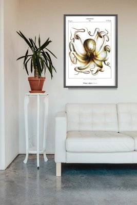 Wall art Octopus Vulgaris Cephalopodes