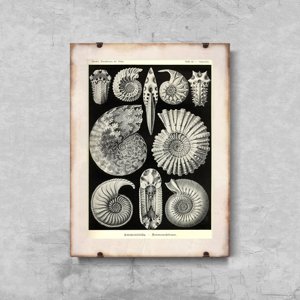 Canvas poster Vintage Sea Shell Anmonitida Ernst Haeckel