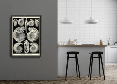 Canvas poster Vintage Sea Shell Anmonitida Ernst Haeckel