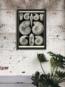Canvas poster Vintage Sea Shell Anmonitida Ernst Haeckel