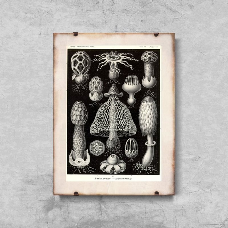 Poster Vintage Sea Mushroom Basimycetes Ernst Haeckel
