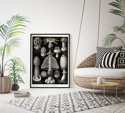 Poster Vintage Sea Mushroom Basimycetes Ernst Haeckel