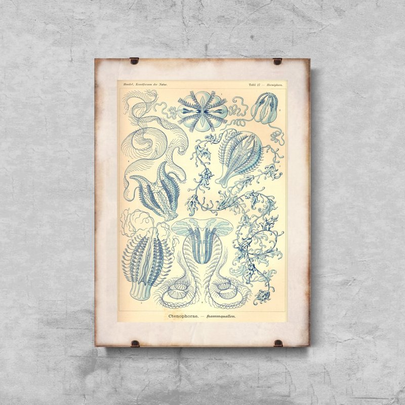 Vintage poster Vintage Sea Art Ctenohorae Ernst Haeckel