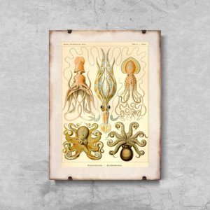 Vintage poster art Vitnage Octopus Gamochonia Ernst Haeckel