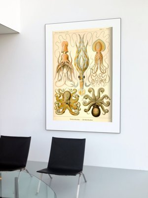 Vintage poster art Vitnage Octopus Gamochonia Ernst Haeckel
