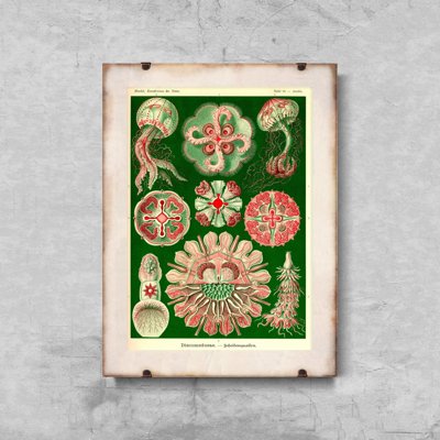 Wall art Jellyfish Vintage Discomedusae Ernst Haeckel