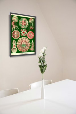 Wall art Jellyfish Vintage Discomedusae Ernst Haeckel