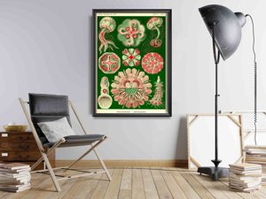 Wall art Jellyfish Vintage Discomedusae Ernst Haeckel