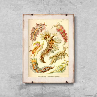 Canvas poster Vintage Mollusk Nudibranchia Ernst Haeckel