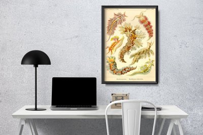 Canvas poster Vintage Mollusk Nudibranchia Ernst Haeckel