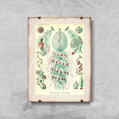 Poster Animal Vintage Sihonophorae Ernst Haeckel