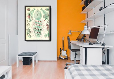 Poster Animal Vintage Sihonophorae Ernst Haeckel