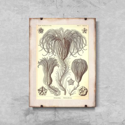 Vintage poster art Marine Animal Vintage Crinoidea Ernst Haeckel