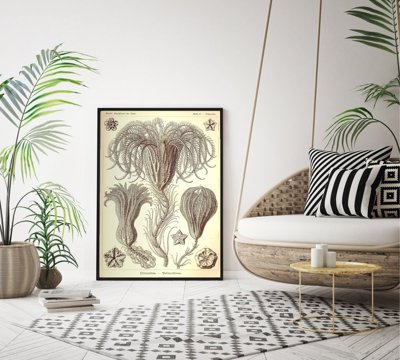 Vintage poster art Marine Animal Vintage Crinoidea Ernst Haeckel