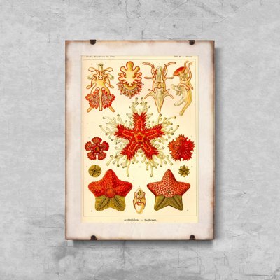 Wall art Marine Animal Vintage Asteridea Ernst Haeckel