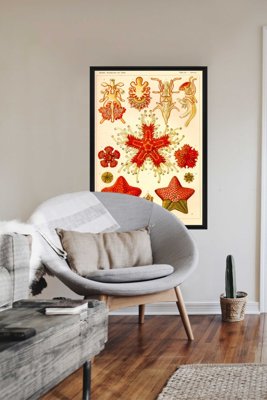 Wall art Marine Animal Vintage Asteridea Ernst Haeckel
