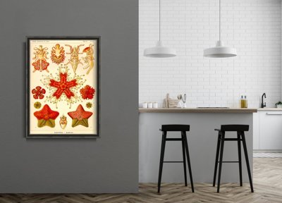 Wall art Marine Animal Vintage Asteridea Ernst Haeckel