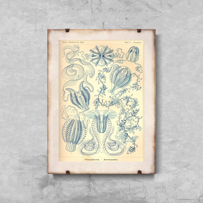 Canvas poster Sea Animal Vintage Ctnenophorae Ernst Haeckel
