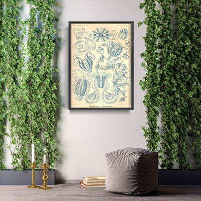 Canvas poster Sea Animal Vintage Ctnenophorae Ernst Haeckel