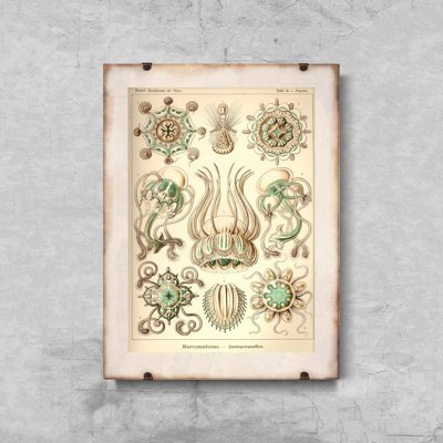 Poster Sea Animal Vintage Narcmedusae Ernst Haeckel