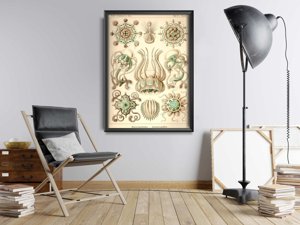 Poster Sea Animal Vintage Narcmedusae Ernst Haeckel
