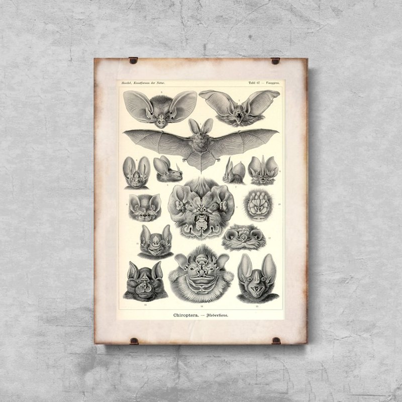 Vintage poster Bats Chiroptera Ernst Haeckel