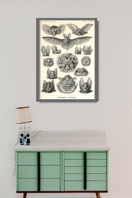 Vintage poster Bats Chiroptera Ernst Haeckel