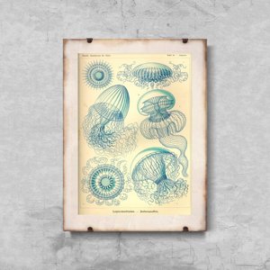 Poster Jellyfish Vintage Leptmedusae Ernst Haeckel