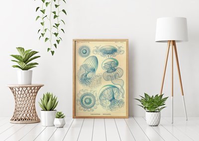 Poster Jellyfish Vintage Leptmedusae Ernst Haeckel