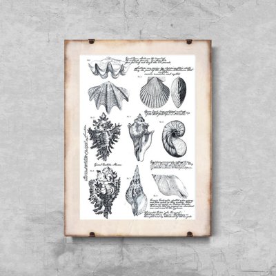 Vintage poster Seashell Poster