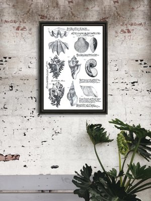 Vintage poster Seashell Poster