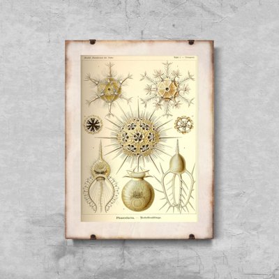 Vintage poster art Sea Animal Phaeodaria Ernst Haeckel
