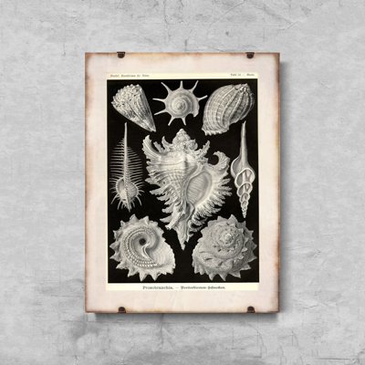 Wall art Seashells Prosobranchia Ernst Haeckel
