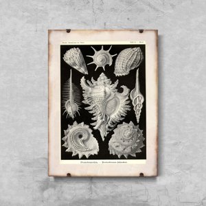Wall art Seashells Prosobranchia Ernst Haeckel