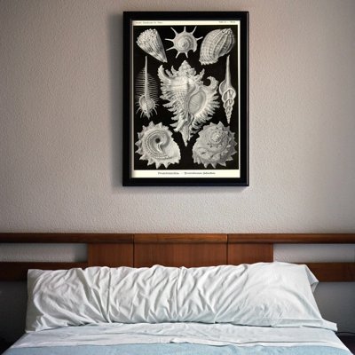 Wall art Seashells Prosobranchia Ernst Haeckel