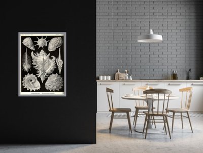 Wall art Seashells Prosobranchia Ernst Haeckel