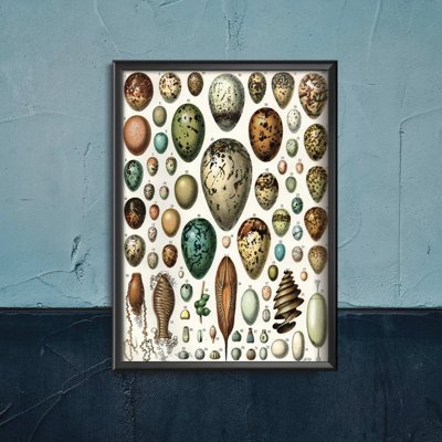 Poster Vintage Eggs Print Adolphe Millot