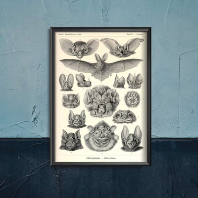 Vintage poster Vintage Bats Print