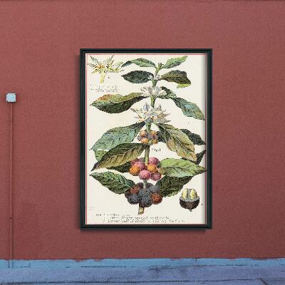 Vintage poster Coffee Arabica Kitchen Print
