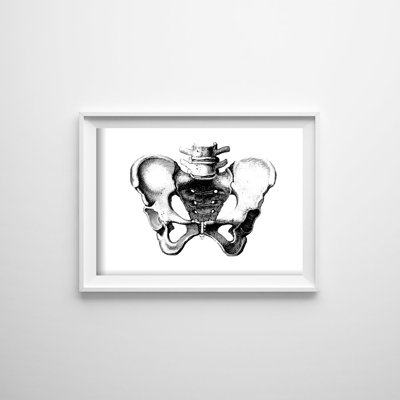 Vintage poster Anatomical Prints Pelvis