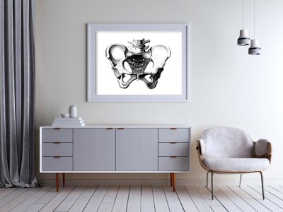 Vintage poster Anatomical Prints Pelvis
