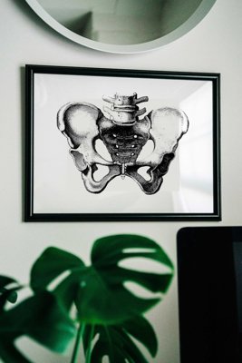 Vintage poster Anatomical Prints Pelvis