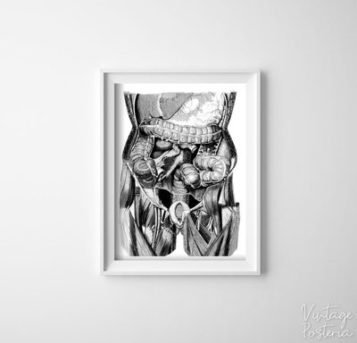 Canvas poster Organs Illustration