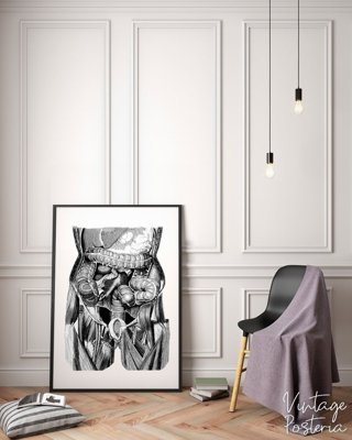 Canvas poster Organs Illustration