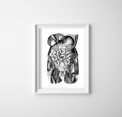 Vintage poster art Anatomical Prints Intestine