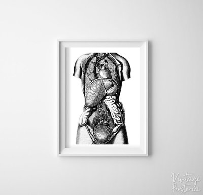Wall art Anatomical Prints Organs